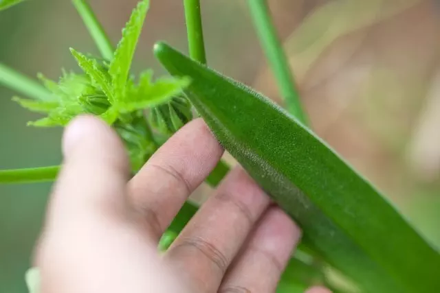 How do I know when okra is ready to be harvested? How to Harvest Okra.