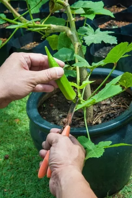 grow okra in container