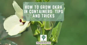 how to grow okra in containers tips and tricks