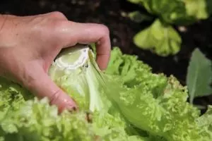 how to harvest lettuce guide