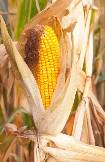 how to know when corn is ready to harvest