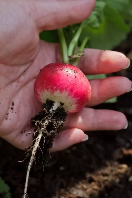 how to know when radishes are ready to harvest
