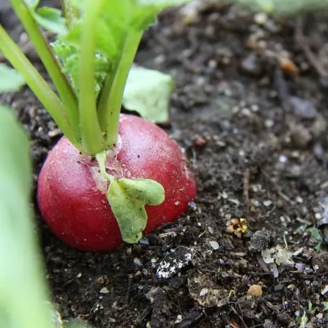 how to pick radishes