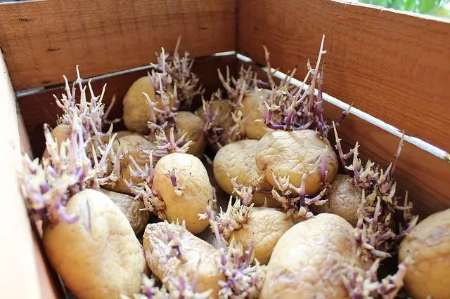 How To Store Potatoes After Harvesting How To Preserve Potatoes Long Term How To Store Freshly Harvested Potatoes