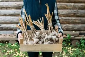how when to harvest garlic when is ready to harvest