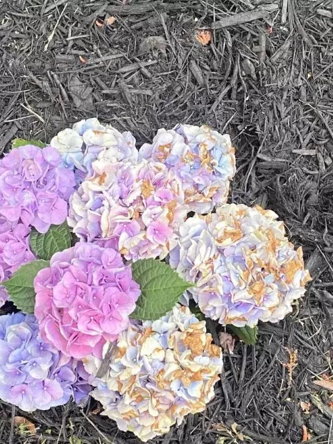 Blue Flowers Turn Pink - Change Color of Hydrangeas  Hydrangea Troubleshooting Guide