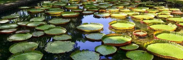 giant water lilies Pamplemousses Botanical Garden Mauricio Island