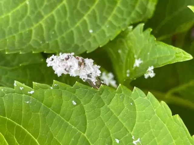 Pictures of Hydrangea Diseases mealybugs aphids 
