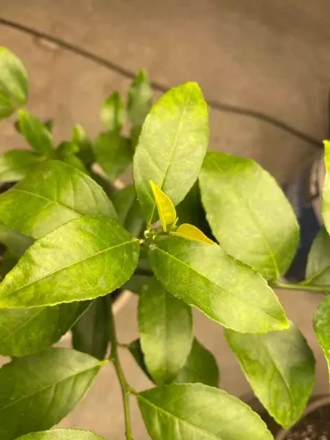 Lemon Tree Yellow Leaves Nitrogen Deficiency in the older leaves and an Iron Deficiency visible in the newer leaves