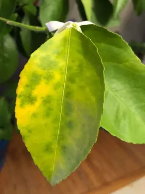 Lemon Tree Yellow Leaves due to Lack of Manganese Yellow spots on lemon tree leaves How to treat yellow leaves on lemon tree