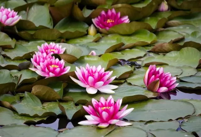 How to Plant Nymphaea Water Lily