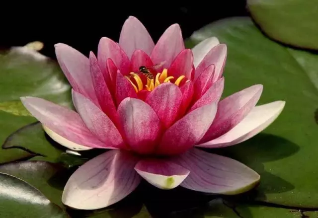 How to Plant Nymphaea Water Lily Nymphaea tetragona and Nymphaea alba.