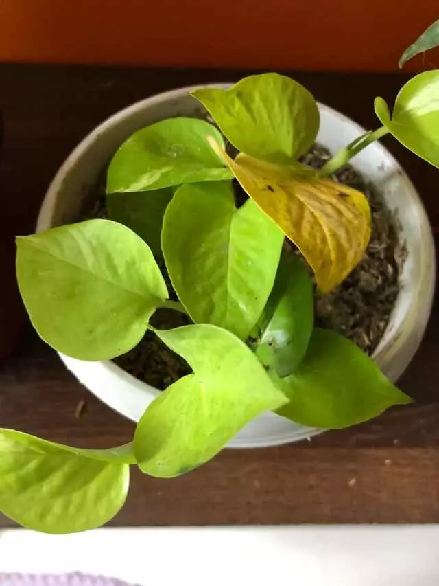 pothos yellowing leaves lack of light