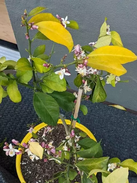 How to treat yellow leaves on lemon tree Meyer Lemon Tree Yellow Leaves