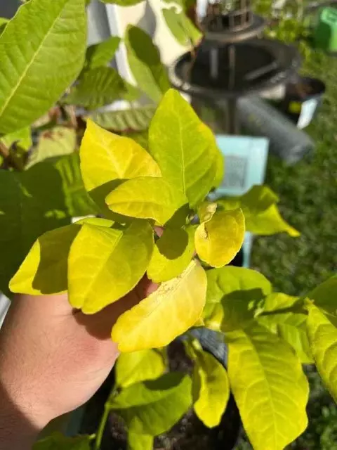 Why Are The Leaves On My Lemon Tree Turning Yellow yellow leaves on potted Meyer lemon tree  brown spots on lemon tree leaves