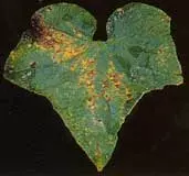 The angular leaf spot of Cucurbits is caused by the bacteria Pseudomonas syringae