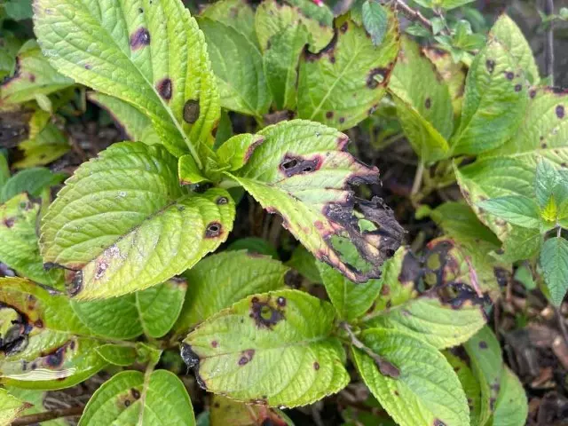Common Problems with Hydrangeas - Why do I have burned Hydrangea leaves? Combination of frost damage and small burns on the leaves of Hydrangeas caused by water droplets  Hydrangea Troubleshooting Guide