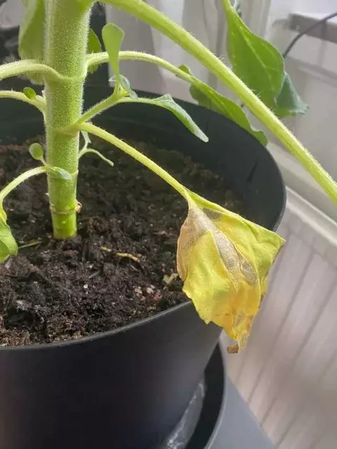 Sunflower Leaves Yellowing due to Overwatering