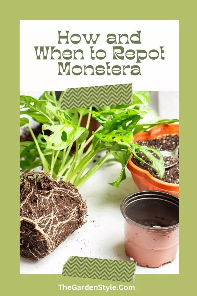 tips and tricks repotting monstera