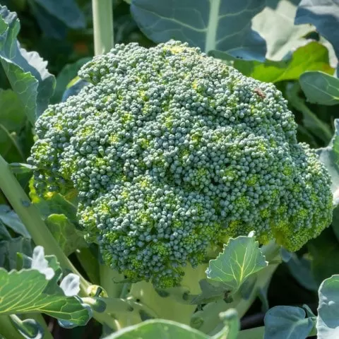 tips for harvesting broccoli