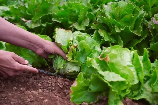 tips for harvesting lettuce
