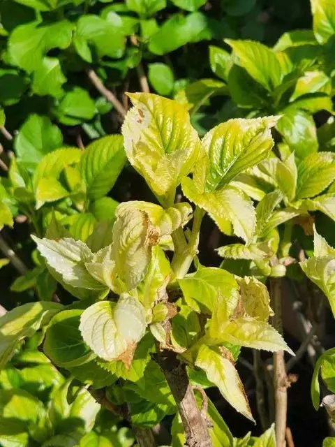 Hydrangea Yellow Leaves Due to Lack of Sulfur  Hydrangea Troubleshooting Guide