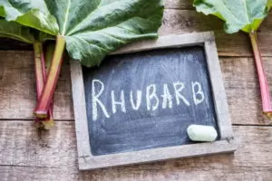 when and how to harvest rhubarb the right way