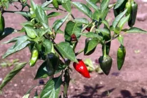 when are jalapeno peppers ready to pick