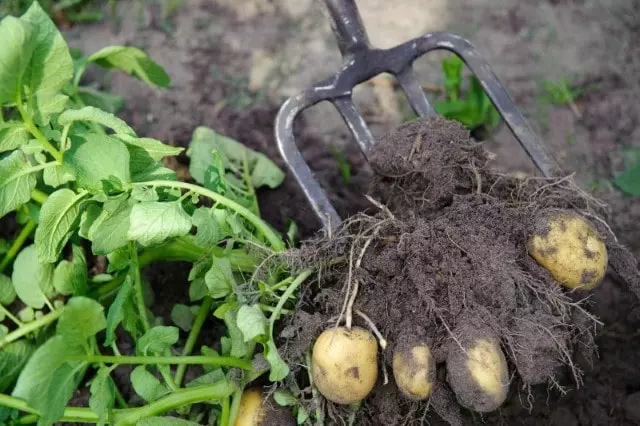 tips to understand When Are Potatoes Ready to Harvest, How To Harvest, and How To Store Potatoes After Harvesting