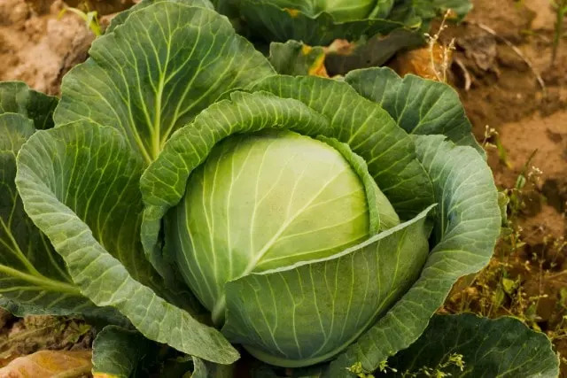 when cabbage is ready to harvest