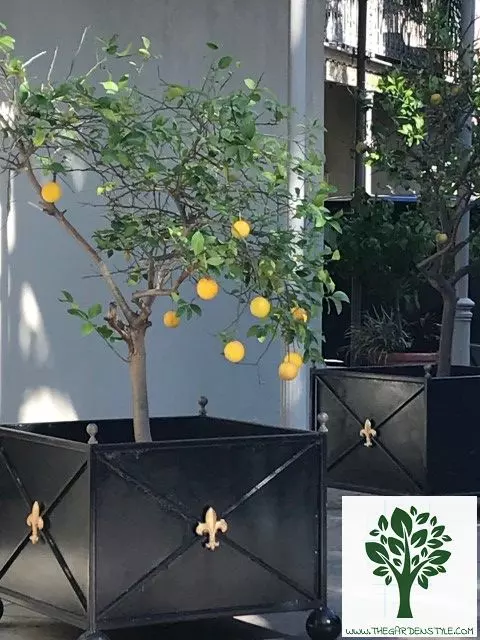 when to grow meyer lemon tree in a pot