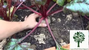 when to harvest beets how do you know when beets are ready to harvest
