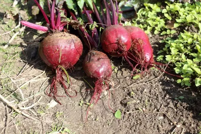 when to harvest beets