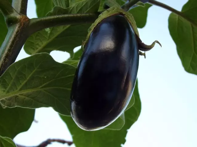 when to harvest eggplant black beauty