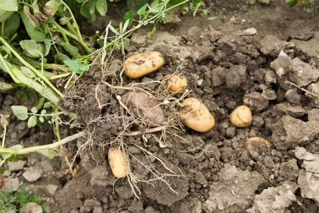 tips to understand When Are Potatoes Ready to Harvest, How To Harvest, and How To Store Potatoes After Harvesting
