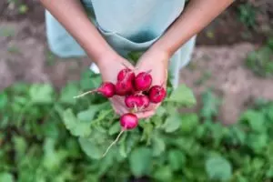 when to harvest radishes how to pick radishes