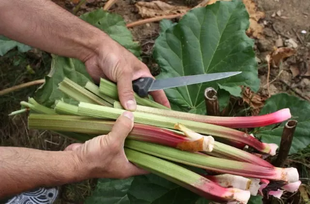 when to harvest rhubarb