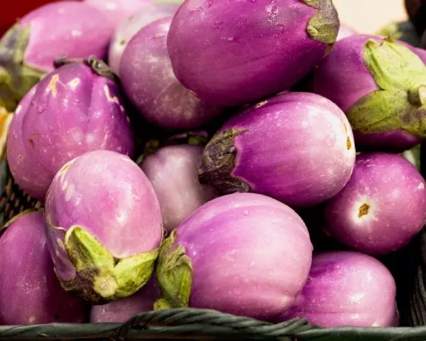 when to harvest rosa bianca eggplant