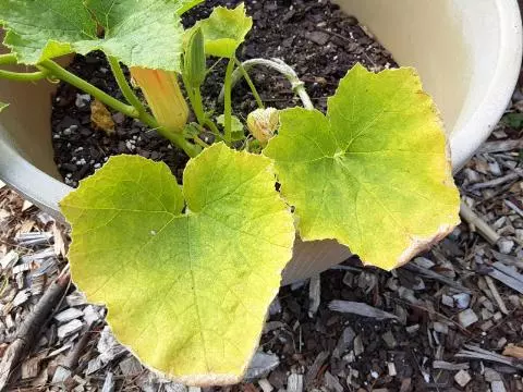  what causes yellow leaves on squash plants, yellow spots on squash leaves Yellow leaves on zucchini squash plant  what causes squash leaves to turn yellow.