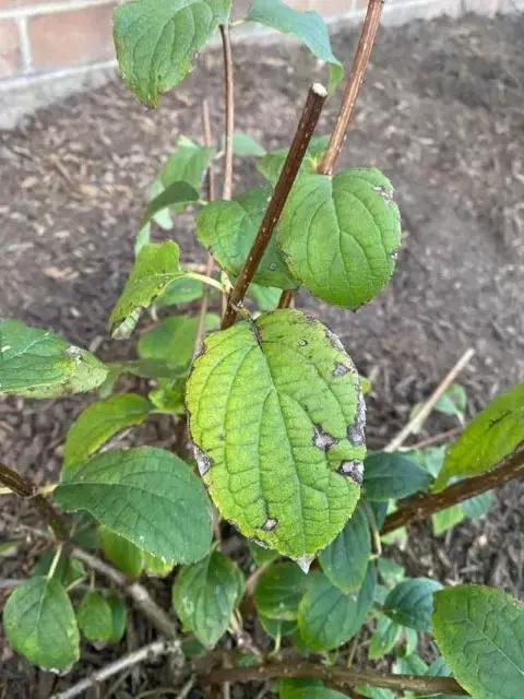 Yellow leaves due to Iron Chlorosis in Hydrangeas 