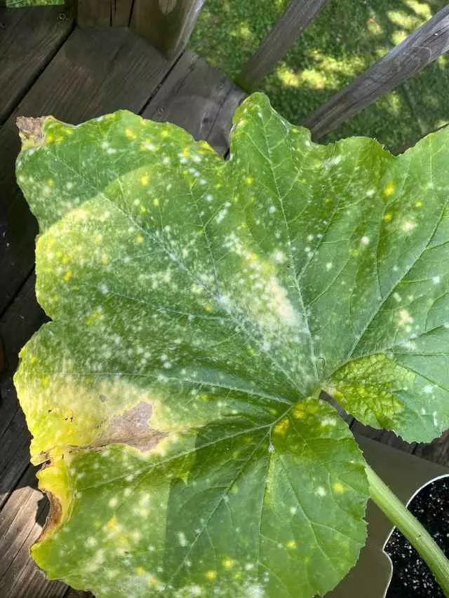 Why Are The Leaves On My Squash Plants Turning Yellow Fusarium Wilt