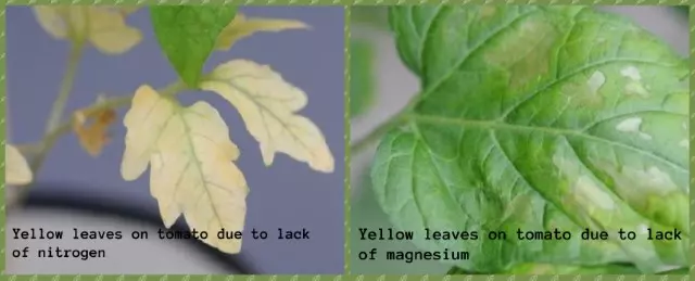 yellow tomato leaves lack nitrogen magnesium