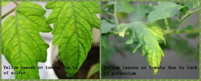 yellow leaves tomato plants lack sulfur potassium