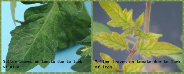 yellow leaves tomato plants lack zinc iron