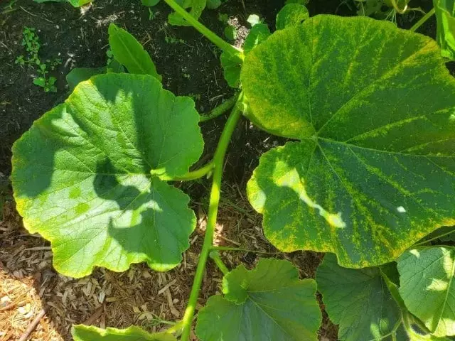 yellow leaves on squash plants yellowing leaves on squash what causes squash leaves to turn yellow