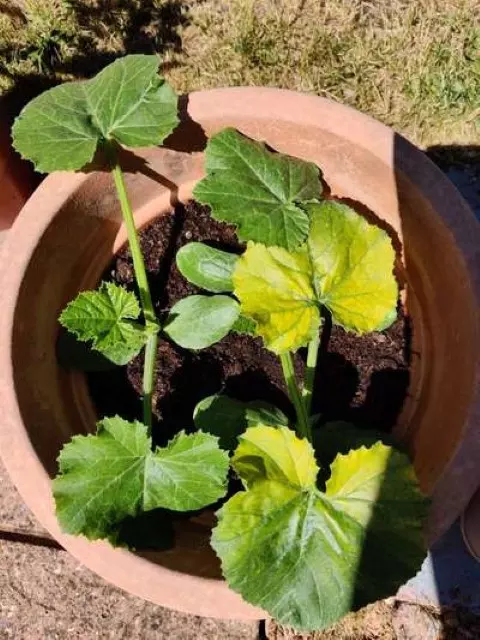 How to Fix Yellow Leaves on Zucchini Due to Spider Mites. Why Are The Leaves On My Zucchini plant T
