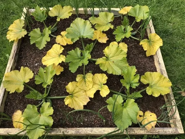 Zucchini Leaves Turning Yellow Due to Nutrient Deficiencies 