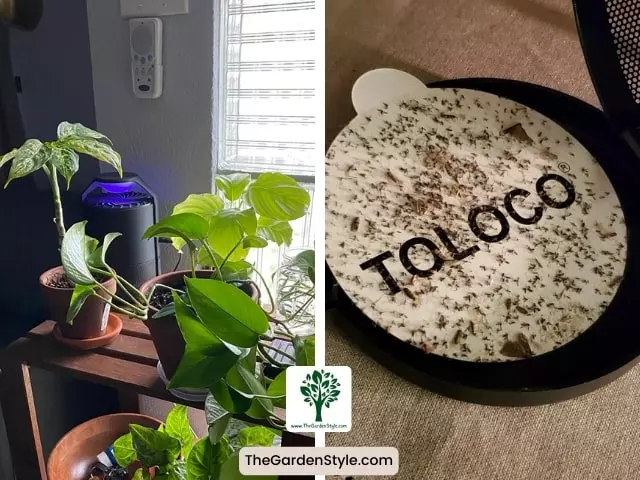 automatic indoor insect trap for gnats