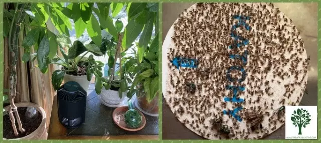 automatic indoor insect trap