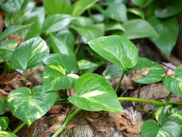 common signs of overwatered pothos